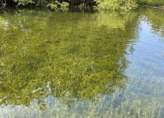 Herbier dense d’élodée du Canada au Lac-à-la-Croix, 2023
