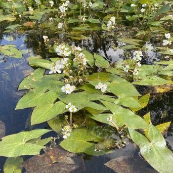 LC par Léonie Maltais (31)