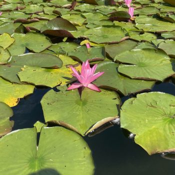 LC par Léonie Maltais (53)